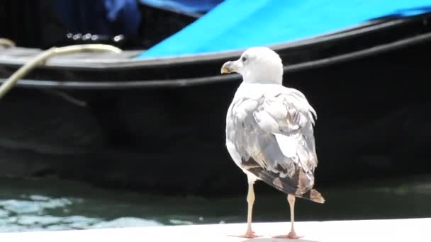 Seagul Dock Grande Canal Quiet Venice Italy — 비디오