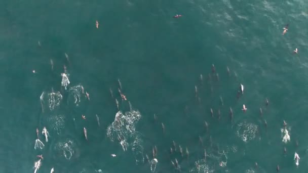 Pods Dolphins Swimming Ocean Aerial — Stock Video