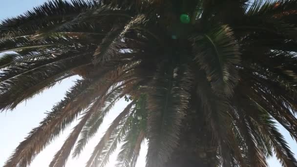 Sol Deslumbrante Brilhando Através Folhas Palmeiras Ângulo Baixo — Vídeo de Stock