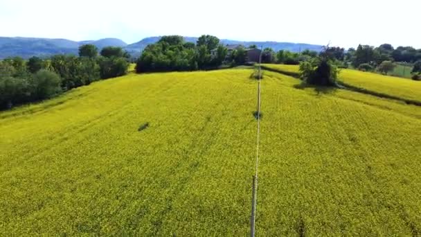 Pullback Shot Rural Contest Rapeseed Blooming Yellow Field Italian Hills — Stockvideo