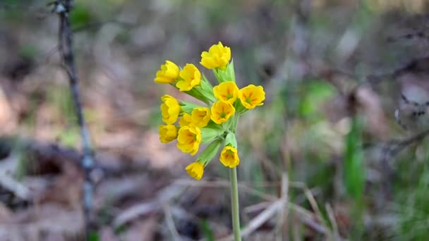 Imagens Cowslip Primula Veris Durante Dia Ventoso — Vídeo de Stock