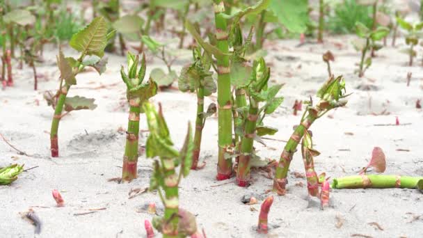 Planta Inculta Reynoutria Japonica Sendo Destruída Pisada Por Pés Uma — Vídeo de Stock