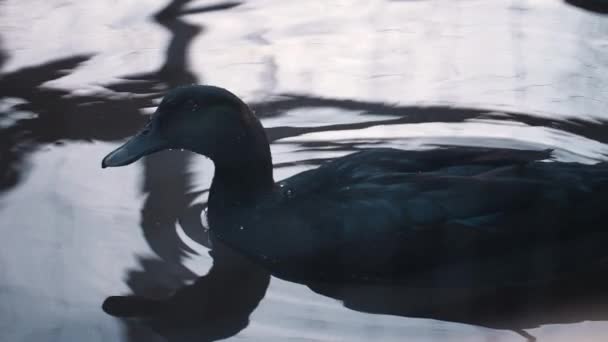 Slow Motion Black Cayuga Duck Swimming Rippled Lake Water Reflections — Stockvideo