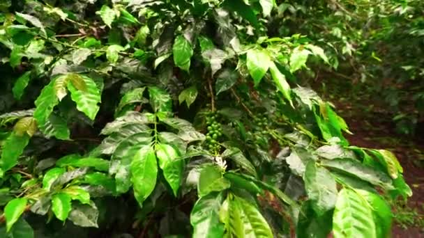 Close Coffee Plant Beans Coffee Plantation Mountain — Stock Video