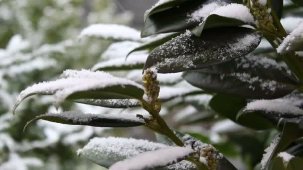 春天的雪天 新鲜的雪花落在花园里一棵令人叹为观止的绿花树上 特写镜头 — 图库视频影像