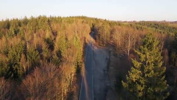 Camino Vacío Que Conduce Través Bosque Árboles Hoja Caduca Coníferas — Vídeo de stock