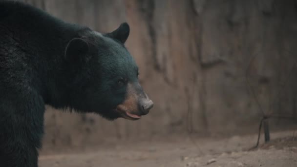 Close Black Bear Woodland Ursus Americanus — Stockvideo