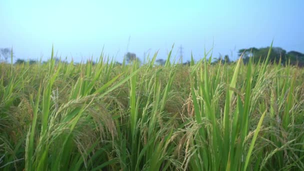 Paddy Alimento Básico Colheita Dinheiro Maioria Dos Países Mundo Paddy — Vídeo de Stock