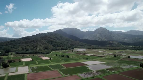 茂密的白云飘扬在繁茂的热带山脉和肥沃的焦油田 公主城 考艾岛 — 图库视频影像