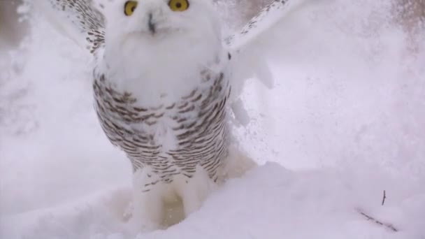 1000 Fps冬の風景の中に雪のフクロウのスローモーションビュー カナダのツンドラ 獲物の狩猟鳥 — ストック動画