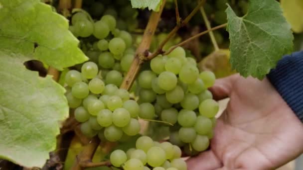 Zoom Una Mano Con Grappoli Uva Sulle Viti Valle Leyda — Video Stock