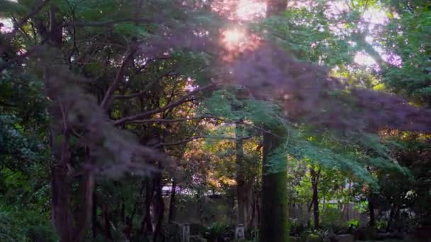 Πολλοί Βουδιστικοί Ναοί Στην Ιαπωνία Έχουν Κήπους Που Μεταφέρουν Πολλή — Αρχείο Βίντεο