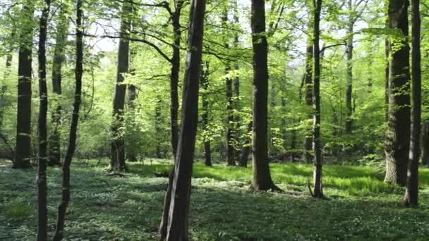 Schönes Sonnenlicht Grünen Wald Rutsche Links — Stockvideo