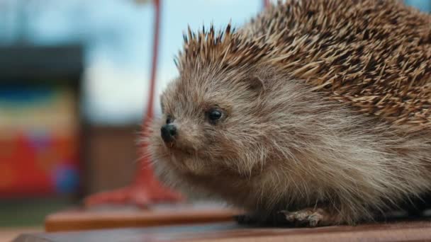 3,936 Animal model Videos, Royalty-free Stock Animal model Footage | Depositphotos 3,936 Animal model Videos, Royalty-free Stock Animal model Footage | Depositphotos
