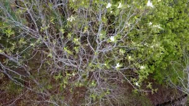 Fraseri Magnolia Bloeit Het Voorjaar Blue Ridge Mountains — Stockvideo