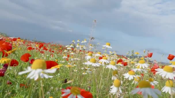春の間にカラフルな牧草地で美しい野生の花 水平回転角度 — ストック動画