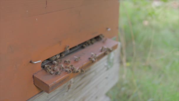 Arı Kovanı Girişinden Arı Kraliçesi Geldi Evcil Hayvanların Manzara Sahnesi — Stok video