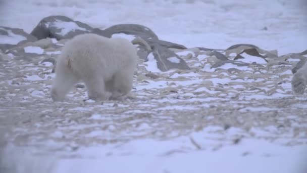 북극곰 새끼가 눈덮인 지역에서 가족을 따라잡기 달려간다 — 비디오