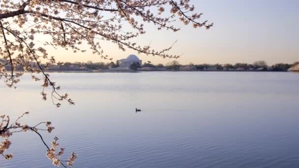 Still Shot Jefferson Memorial Tidal Basin Washington Cherry Blossoms Peak — Vídeos de Stock