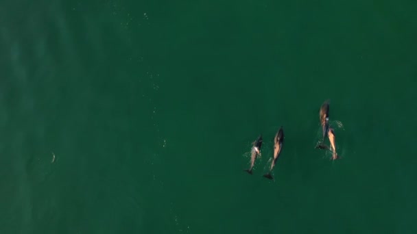 Légi Kilátás Delfinek Úszás Nyílt Tengeren — Stock videók