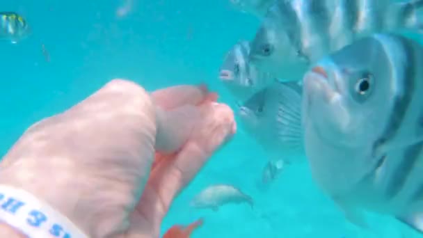 Feeding Watermelong Tropical Fish Underwater Point View Shot — Vídeo de stock