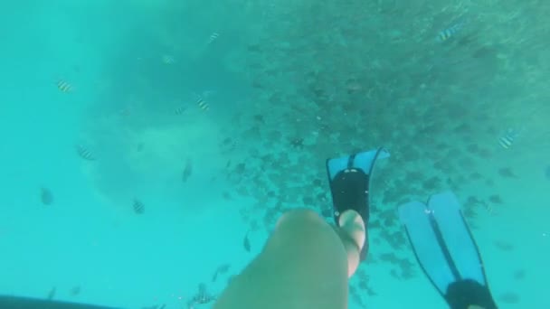 Sayısız Balığın Arasında Tropikal Denizde Şnorkelle Yüzme Görüntüsü — Stok video