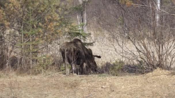 Pâturage Isolé Orignaux Dans Parc Algonquin Printemps — Video