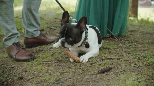 かわいい犬は松のコーンを食べる — ストック動画