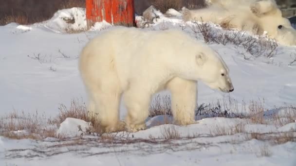 Roligt Beteende Isbjörnen Glider Nerför Backen Baksidan Snöig Manitoba — Stockvideo