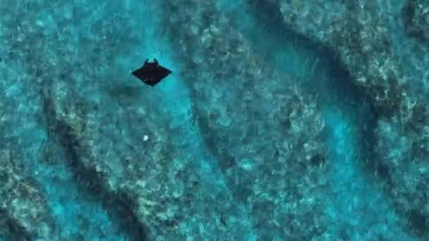 黒マンタレイモブラ浅いサンゴ礁の上でゆっくりと泳ぐアルフレディ — ストック動画