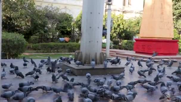 Pombos Parque Alimentando Aberto Durante Dia Partir Ângulo Plano — Vídeo de Stock