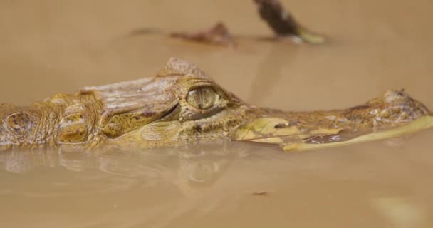 Plan Profil Latéral Caïman Noir Moitié Immergé Dans Eau Trouble — Video