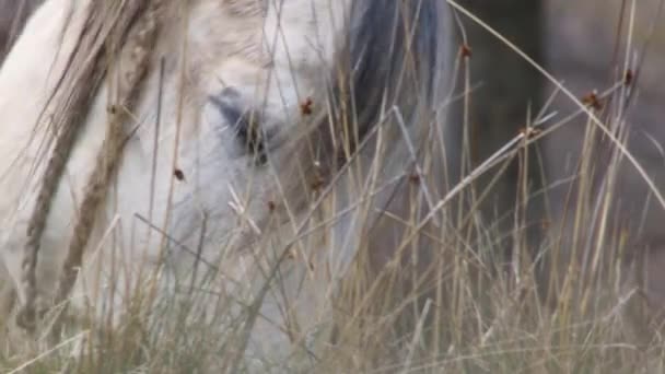 Witte Paard Vastgebonden Met Een Touw Grazen Droog Kruid Gedomesticeerde — Stockvideo