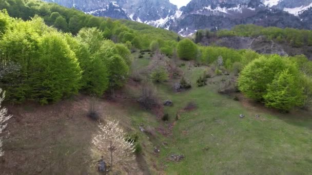 Floração Árvores Selvagens Floresta Montanha Primavera — Vídeo de Stock