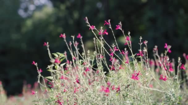 花园里的野花丛林中 — 图库视频影像