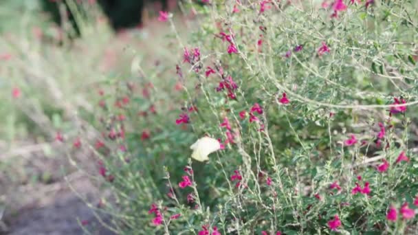 Wildflower Bush Garden — Vídeo de stock