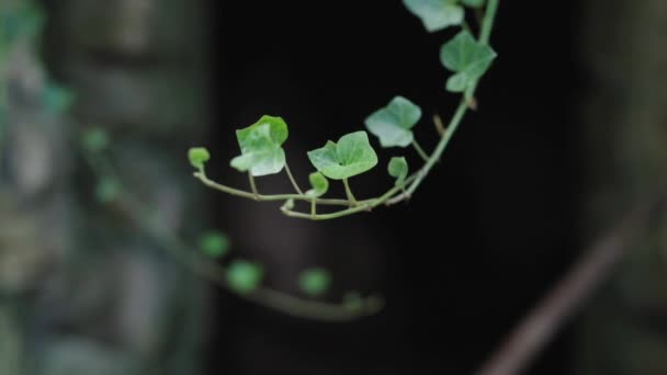 Ivy Branch Hanging Forest — Video Stock