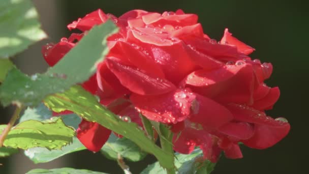 Rose Rouge Simple Pleine Floraison Recouverte Gouttes Rosée — Video