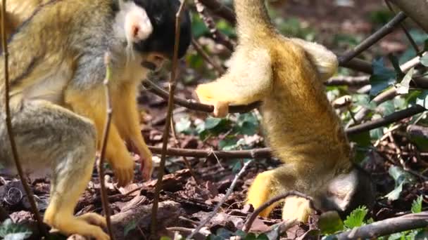 一群滑稽的松鼠猴在森林里玩乐 在阳光下爬上树枝 吃完食物后在地里挖东西 — 图库视频影像