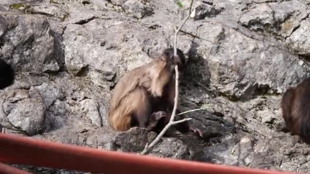 Nahaufnahme Eines Niedlichen Kapuzineraffenbabys Das Mit Einem Ast Einer Bergwand — Stockvideo