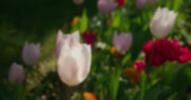 Zavřít Gimbal Záběr Barevných Květin Zahradě Mělké Zaměření — Stock video