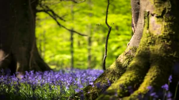 Time Lapse Bluebells Forest Spring Time Natural Park Ireland — Video