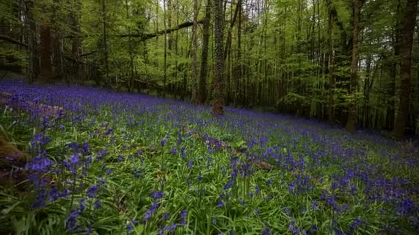 Panorama Time Lapse Bluebells Forest Durante Primavera Parque Natural Irlanda — Vídeo de Stock