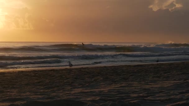 Surfer Catching Wave Beautiful Morning Sunrise Seagulls Walking Popular Destination — Stockvideo