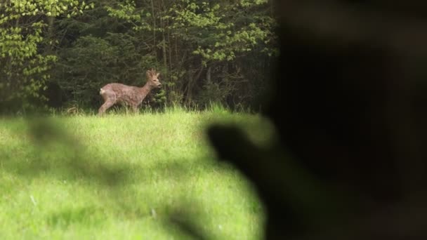 ヴォージュの緑の草原で木の枝を放牧して観察された若いイエロー鹿フランス4Kスローモーション — ストック動画