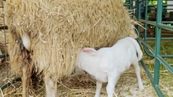 空腹若い白い子羊吸いますミルクから母Ewe羊で囲い — ストック動画