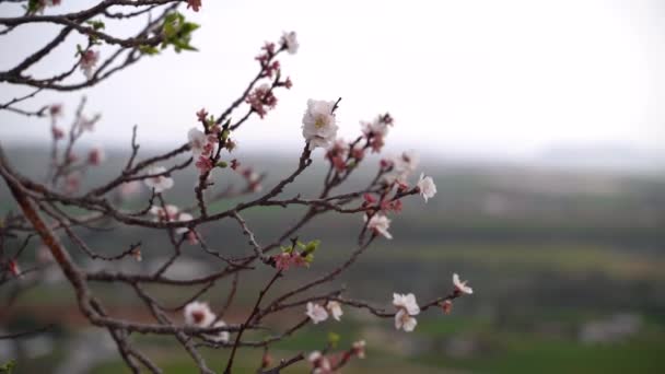 Prachtige Close Bokeh Van Sakura Bloesem Beginnen Bloeien Zachtjes Zwaaien — Stockvideo