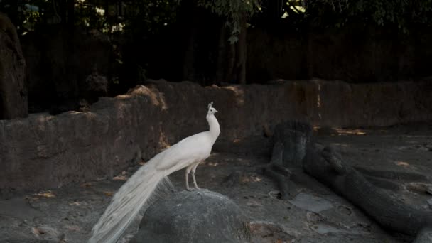 White Peacock Standing Rock Woodland Wide — Stock Video