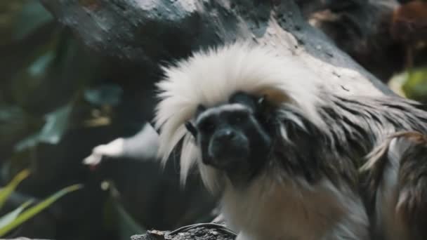 Chlupatá Nová Světová Opice Lese Tamarin Nebo Saguinus Oidipus Zavřít — Stock video