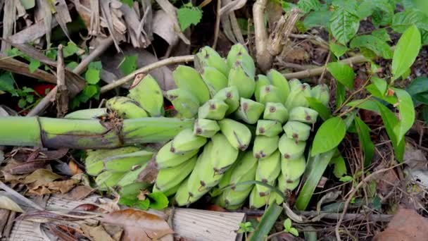 Montón Plátanos Verdes Saba Acostado Suelo Que Nativo Las Filipinas — Vídeos de Stock